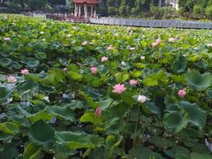 -潘塘公园