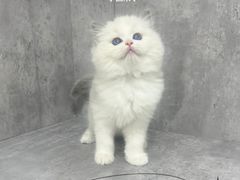 -小猫来了·猫舍(红山六九七九店)