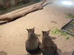 -绿色星球动物主题公园