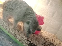 -平行世界·猫咖(首经贸店)