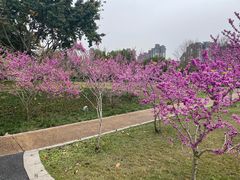 -眉山湿地公园(东坡区)