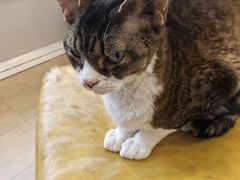 -Let's go狗咖·猫咖·奶狗·桌游(春熙路IFS店)