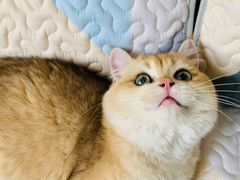 -东方名猫馆·英短金渐层布偶猫舍(环线广场1号楼店)