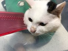 -宠爱国际动物医院·消化内科·心肾内科·ISFM猫友好(望京店)