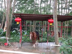 -松山湖梦幻百花洲