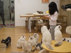 大堂-有喵·猫咖·狗咖·30几只猫10只小狗(岗厦店)