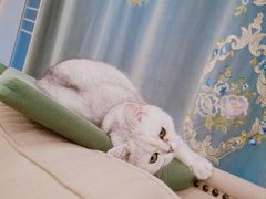 -关爱宠物医院·猫科中心·消化科(滨湖万达分院)