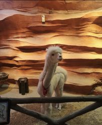 -酷嗒动物文化乐园(cutezoo西溪乐天城店)