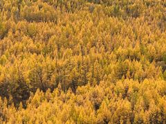 -莫尔道嘎国家森林公园