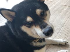 -柴犬高等学院·狗咖·柴犬售卖·宠物训练