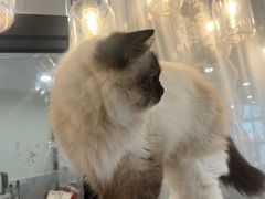 -共舞时光猫咖·狗咖(新街口店)