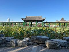 -莲花池公园