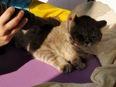 -宠颐生动物医院·心脏科·保险定点(锦阳分院)