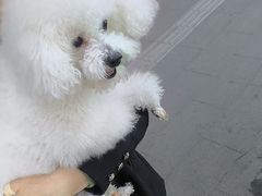 -瑞派宠物医院·24h·骨外科·皮肤科·全科宠物医疗转诊中心(沈阳浑南院)