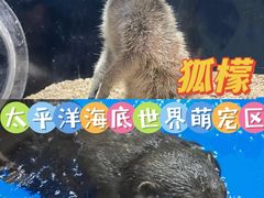 -太平洋海底世界