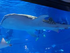 -烟台海昌鲸鲨海洋公园