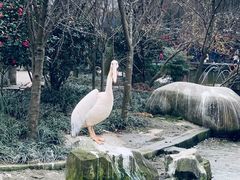 -成都动物园