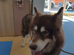 -天使宠物医院·犬猫分诊(彩虹店)