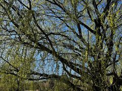 -北京西山国家森林公园