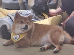 -逗柴咖啡屋·狗咖猫咖宠物桌游