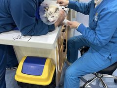 -佑安动物医院·全科·内窥镜中心(幸福巷店)