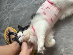 -创凡宠物医院·骨专科  猫科中心(西乡分院)