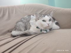 -怪兽屋·羊驼·猫咖·狗咖(俊华广场店)