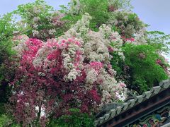 -深圳国际园林花卉博览园