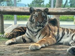 -西霞口神雕山野生动物世界