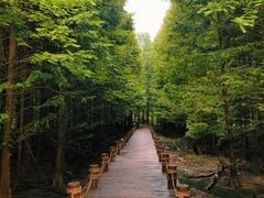 -桤木河湿地公园