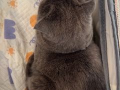 -伟伟宠物医院·CT影像中心·瑞派犬猫综合性门诊(汉口总院)
