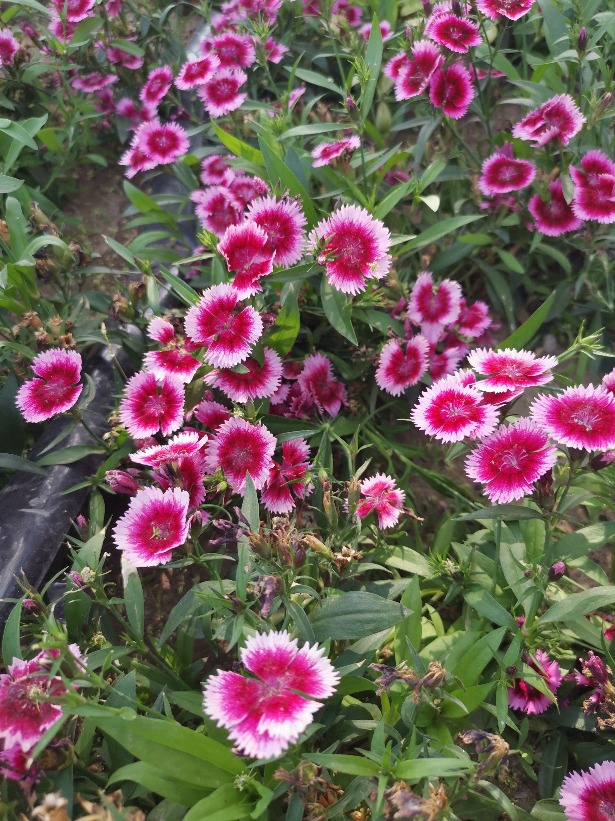 夏限定 夏天盛开的小花花