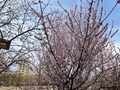 -桃花堤公园