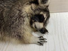 -浣熊柯尔鸭土拨鼠·电玩咖
