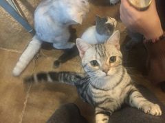 -共舞时光猫咖·狗咖(新街口店)