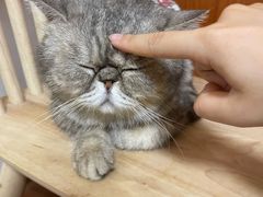 -楼上猫咖(罗湖店)
