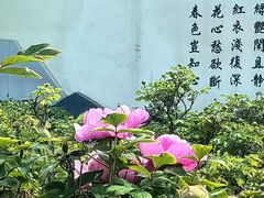 -洛阳市牡丹公园