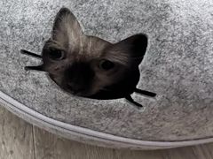 -momokira米努特·德文卷毛猫·棉花面纱犬