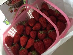 -上海鲜花港