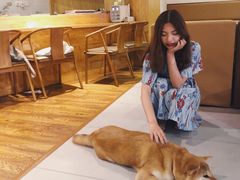 -柴务处·柴犬主题狗咖