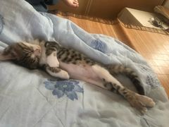 -芭比堂宠物医院·全科爱猫医院·仁德分院