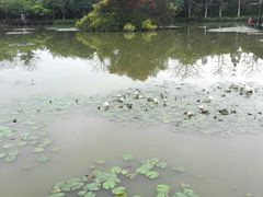 -大湾区中央湿地公园
