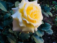 -马白开来特色羊排揪片子  (总店)