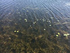 -乌兰布统景区-白桦林