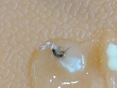 -庆丰包子铺(白塔寺店)