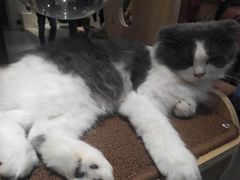 -飞行喵MR PILOT|猫舍·猫咖(静安大融城店)