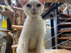 -豆逗聊愈猫阁Easy Life