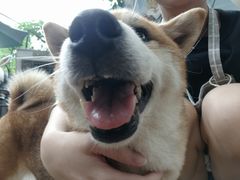 -柴犬高等学院·狗咖·柴犬售卖·宠物训练