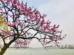 -无锡蠡湖国家湿地公园-蠡园