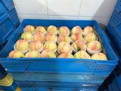 -老袁家蜜桃农场·阳山水蜜桃